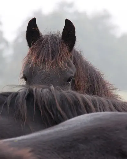 Konikspaarden - foto Marieanne Lops