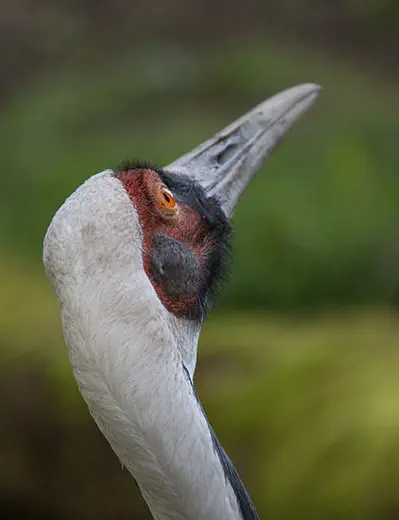 Kraanvogel - foto Marieanne Lops