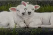 Lammrtjes op Terschelling - schilderij Marieanne Lops